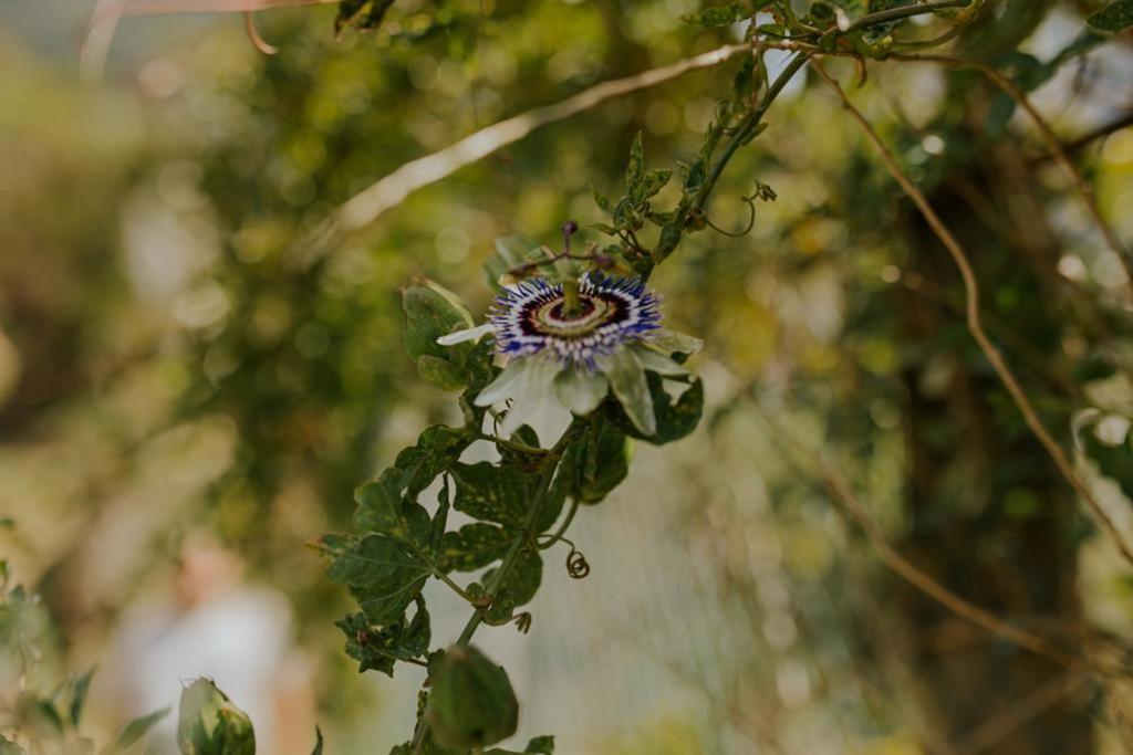 The Passion Fruit House Villa Sao Vicente  Bagian luar foto